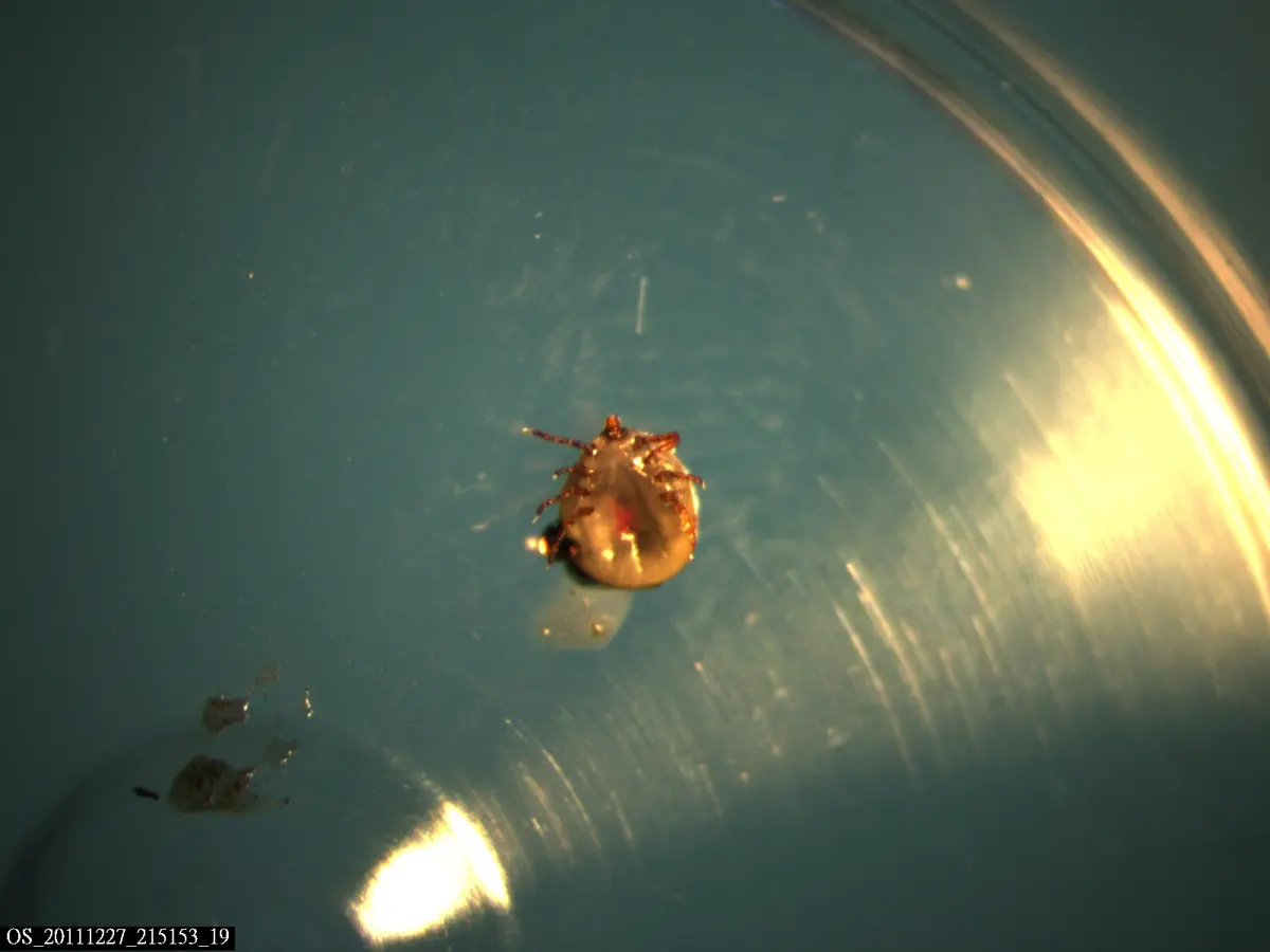 ▲蜱蟲主要棲息在有草的野外環境，示意圖。（圖／疾管署提供）