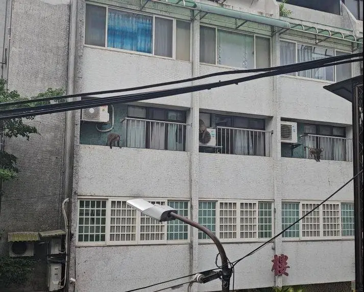 ▲士林天和里有獼猴闖進民宅陽台。（圖／李彥秀辦公室提供）