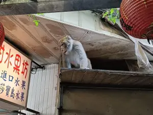 ▲有獼猴闖進內湖湖光市場。（圖／李彥秀辦公室提供）