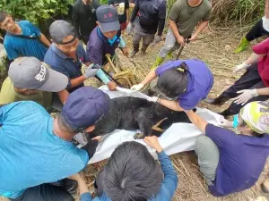 台東卑南通報首例！台灣黑熊踩中套索受困　疑「熱衰竭」不幸死亡
