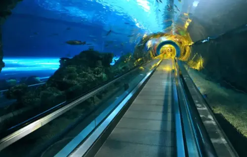 ▲國立海洋生物博物館有名的「珊瑚海底隧道」，全長84公尺。（圖／海生館）