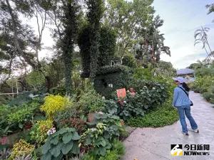 ▲田尾是花卉故鄉，到田尾旅遊，漫步花田，欣賞滿園紅花綠植，讓人心情愉悅。（圖／記者金武鳳攝，2024.8.22)