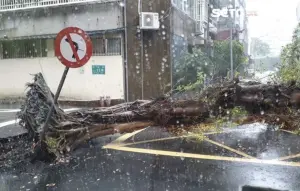 北市大雷雨釀「10公尺高」路樹倒塌！號誌牌被撞歪　警消封路排除
