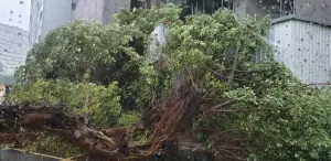 ▲北市大雷雨釀10m高路樹倒塌。（圖／翻攝畫面）