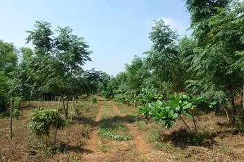 ▲銀合歡剷除後栽植恆春半島原生苗木之造林地。（圖／農業部）