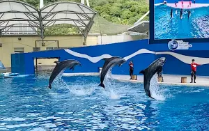 遠雄海洋公園鯨豚秀「年燒上億」落幕不是野放！海豚退休生活曝光
