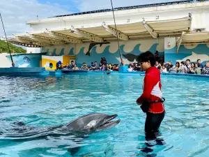 ▲遠雄海洋公園的海洋生態中心「海豚淺灘見面會」，由專業人員解說，帶領大家近距離了解海豚，知識量高又親民。（圖／記者蕭涵云攝）