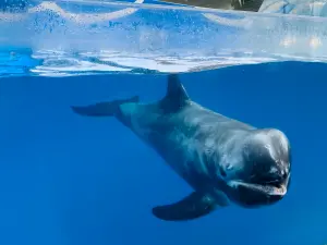 ▲遠雄海洋公園內有全台獨一無二的「海牛美人魚」及「花紋海豚」等瀕臨絕種的海洋生物。圖為珍貴的花紋海豚。（圖／記者蕭涵云攝）