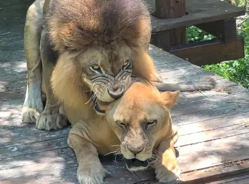 壽山動物園「獅子夫妻」床尾和！日激戰40回　園方羞曬照：快來看
