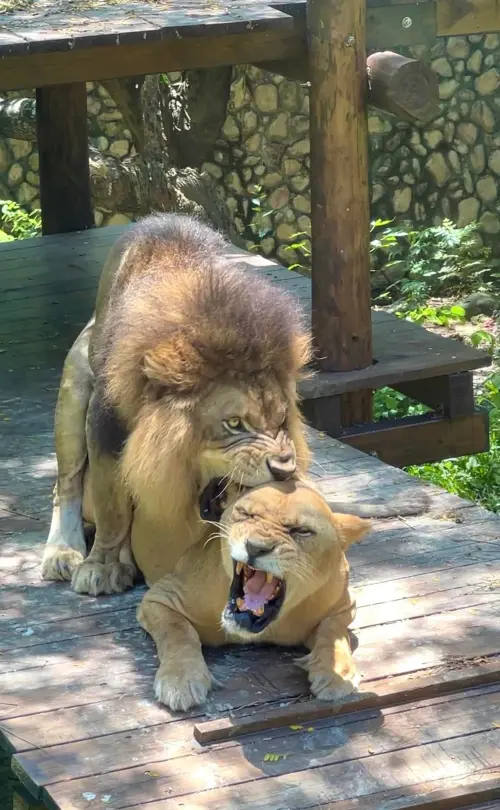 ▲(圖/翻攝自臉書社團「壽山動物園」) ▲(圖/翻攝自臉書社團「壽山動物園」)