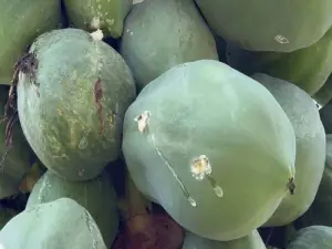 對方不只開槍射狗狗,離開時竟又朝他種的木瓜連開多槍,加起來應該多達數十槍。(圖/受害民眾提供) ▲對方不只開槍射狗狗,離開時竟又朝他種的木瓜連開多槍,加起來應該多達數十槍。(圖/受害民眾提供)