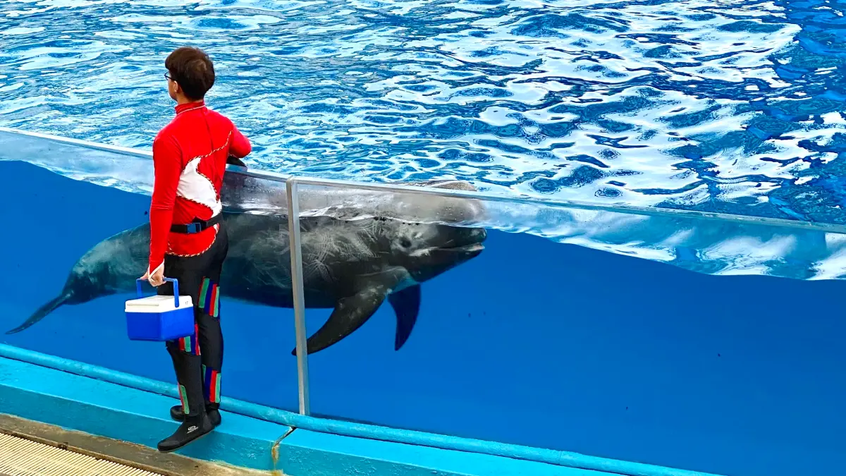 ▲花蓮遠雄海洋公園行銷業務部總監鄧淳仁證實「取消海豚秀」不是為了節省成本，「不野放」運營費用不會縮減；場地轉型製作全新演出「預計投資上千萬製作費」，擴編海洋教育推廣人力成本也都可能會再增加。（圖／記者蕭涵云攝）