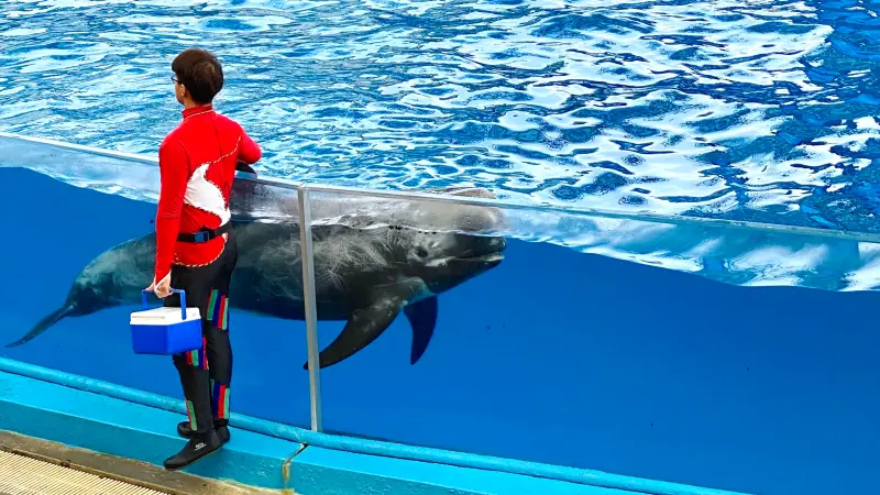 ▲花蓮遠雄海洋公園行銷業務部總監鄧淳仁證實「取消海豚秀」不是為了節省成本，「不野放」運營費用不會縮減；場地轉型製作全新演出「預計投資上千萬製作費」，擴編海洋教育推廣人力成本也都可能會再增加。（圖／記者蕭涵云攝）