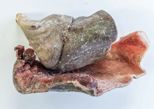 墨西哥出口「冷凍鯊魚魚皮(FROZEN SHARK SKIN (CARCHARHINUS FALCIFORMIS))」檢出重金屬含量不符規定 ▲墨西哥出口「冷凍鯊魚魚皮(FROZEN SHARK SKIN (CARCHARHINUS FALCIFORMIS))」檢出重金屬含量不符規定。(圖/食藥署)