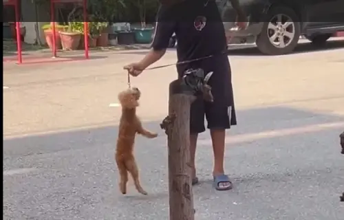台中男童大街虐狗引眾怒 網怨市府互踢皮球求助民代救援 ▲男童將幼小的紅貴賓狗懸吊在半空、多次拋甩,引起網友公憤。(圖/《虐待動物惡人整理》臉書,2024.08.28)