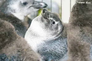 超萌！北市動物園企鵝館迎來嬰兒潮　成功人工孵化7隻黑腳企鵝
