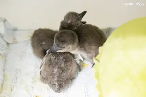 ▲台北市動物園五隻企鵝寶寶一個多月前還只有手掌大小。（圖／台北市動物園）