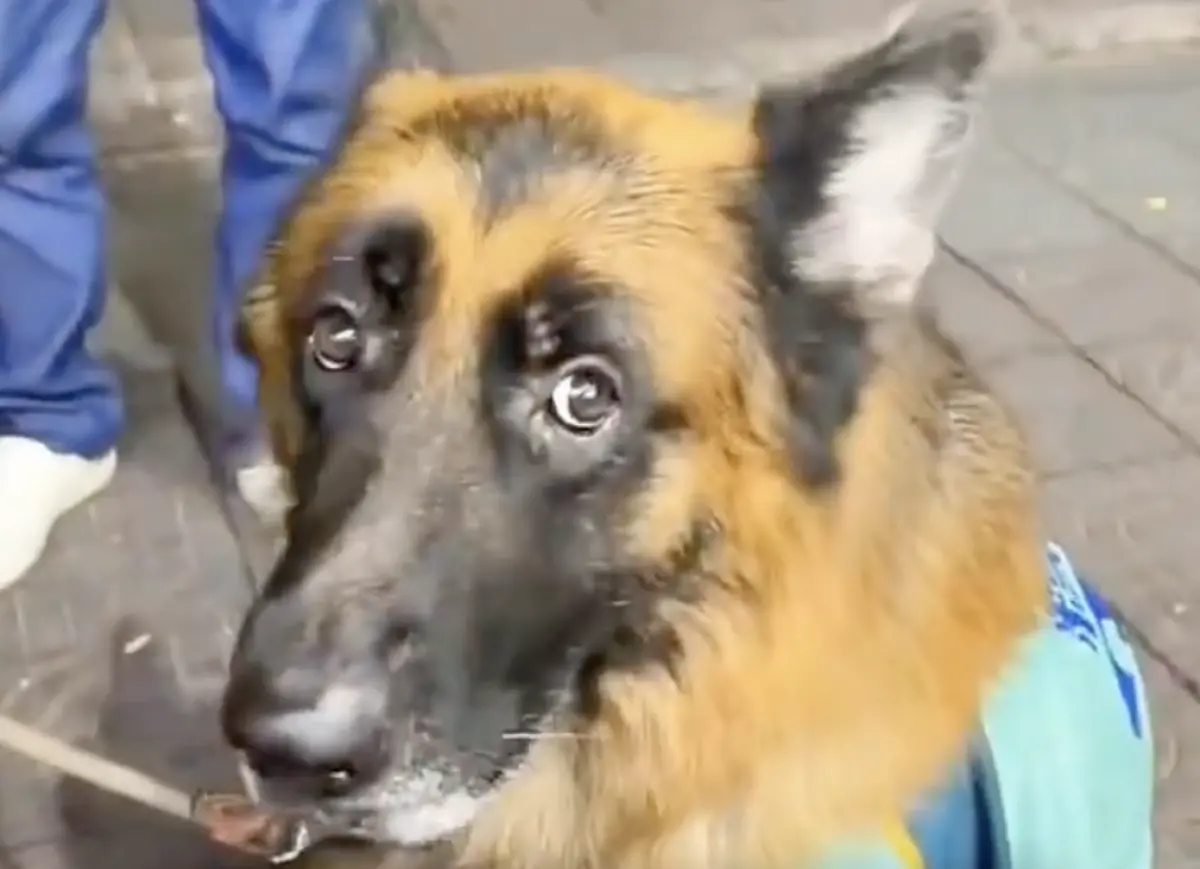 ▲中國退役德國牧羊軍犬「糯米」，一天跟著爸爸出門餐敘，眼見爸爸醉倒不醒人事，竟帶領著同行朋友以及代駕成功返家。（圖／翻攝自微博）