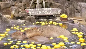 日本元祖水豚君露天溫泉秀回來了!柚子湯限時登場 時間一次看
