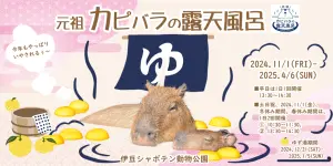 ▲今年元祖水豚君露天溫泉秀將有限時的柚子湯版本。(圖/X@shabotengroup) ▲今年元祖水豚君露天溫泉秀將有限時的柚子湯版本。(圖/X@shabotengroup)