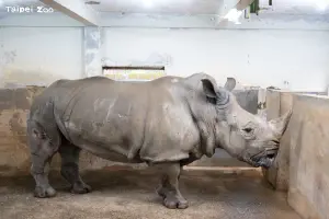 再見了朋友！北市動物園24歲美洲野牛角娃離世　44歲白犀牛也走了
