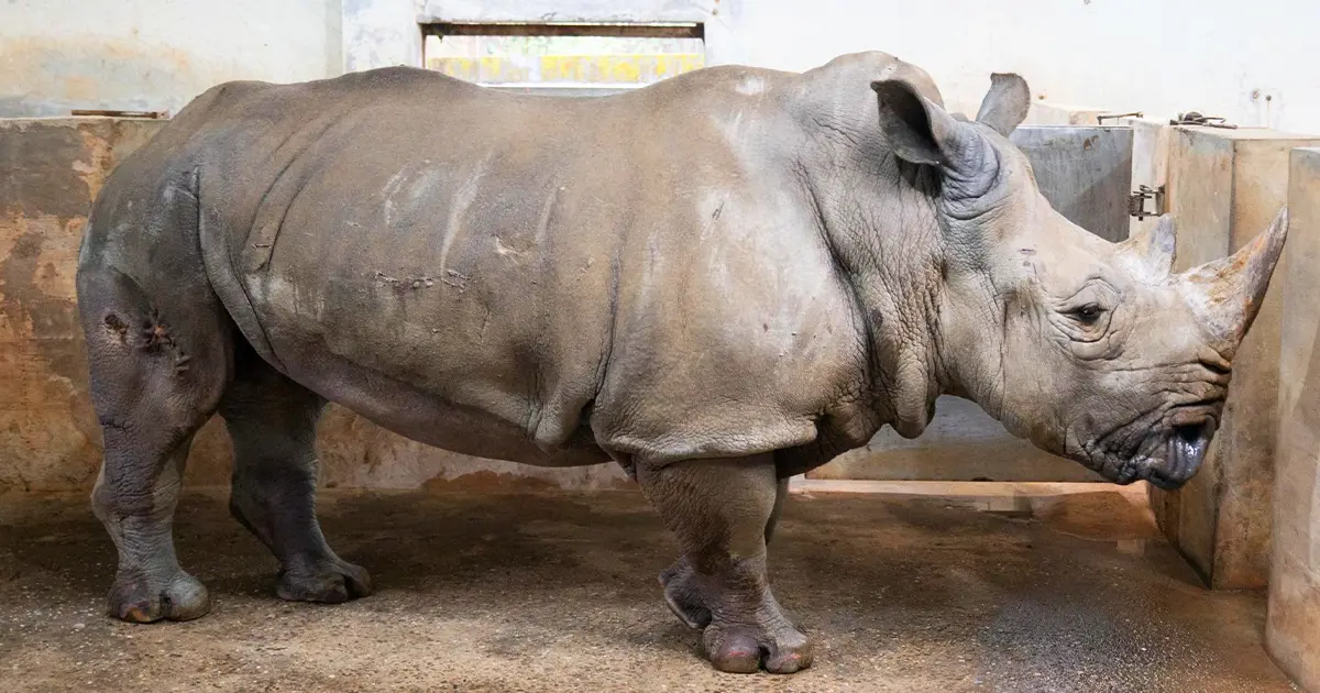 ▲白犀牛「犀敏」是動物園非洲區最資深的住民之一，是園內數一數二高齡的白犀牛。（圖／台北市動物園）