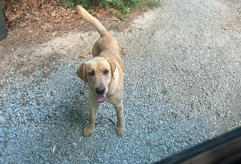 ▲農業部最新一期全國遊蕩犬隻數量調查，與上期相比，遊蕩犬數量減少18,113隻(11.34％)。（圖／取自日托中心臉書）