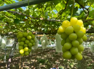 日本麝香葡萄、貓眼葡萄開賣！產地揭秘包甜秘訣：單顆比50硬幣大
