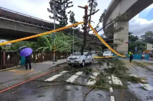 全台13縣市豪大雨！新北土城路樹倒塌　休旅車慘遭擊中、2傷送醫
