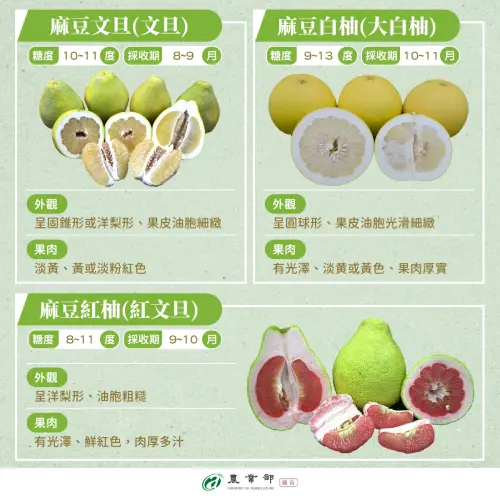 ▲以麻豆開頭的文旦公分為3品種，其中麻豆白柚的糖度最高。（圖／農業部提供）