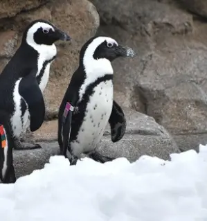 ▲33歲的貪心先生在9月5日因健康問題，被園方進行安樂死。（圖／FB@MarylandZoo）