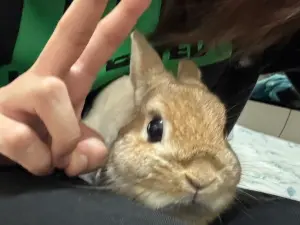 社會實驗！蟒蛇飼主帶「飼料兔」做寵物溝通　結局超展開
