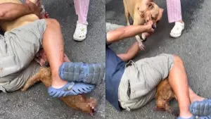 三重比特犬發狂咬死路邊流浪貓！「未戴嘴套」動保處重罰飼主4萬5
