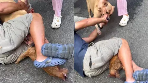 ▲比特犬是攻擊性相當強的犬種,近期在新北市三重區又發生「未戴嘴套」比特攻擊流浪貓的事件。(圖/新北市動保處) ▲比特犬是攻擊性相當強的犬種,近期在新北市三重區又發生「未戴嘴套」比特攻擊流浪貓的事件。(圖/新北市動保處)