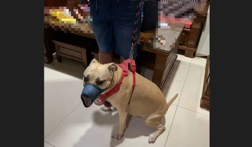 ▲後續動保處突擊稽查,犬隻嘴套已放門口,現在比特犬外出時嘴套不敢不戴,且外出也一定會戴好。(圖/新北動保處) ▲後續動保處突擊稽查,犬隻嘴套已放門口,現在比特犬外出時嘴套不敢不戴,且外出也一定會戴好。(圖/新北動保處)