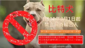 ▲111年3月1日起，比特犬除了已完成登記備查之特定寵物繁殖業者，以及曾有飼養經驗並登記在案的飼主外，皆禁止飼養。（示意圖／新北市動保處）