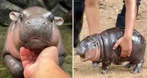 ▲名叫「彈跳豬」的侏儒河馬因為表情逗趣而爆紅，泰國動物園更推出牠的週邊商品。（圖／翻攝自X）