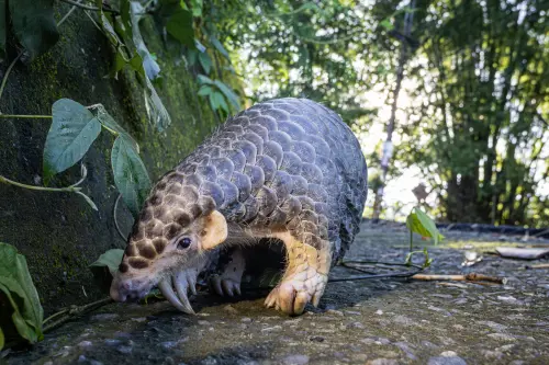 大馬渡假村涉用瀕危動物做「異國美食」！穿山甲被烹煮　三人遭逮
