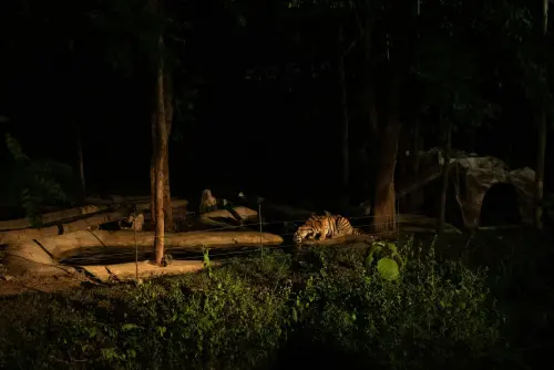 ▲清邁夜間動物園為泰國最大的動物園。（圖／翻攝自清邁夜間動物園官網）