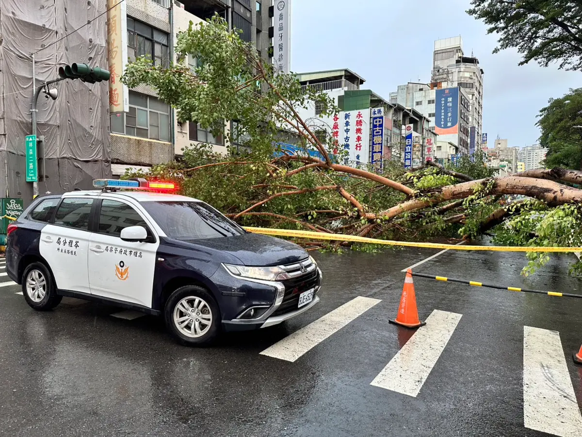 高雄路樹倒塌 1車遭壓乘客自行脫困 公園處：為學校權管