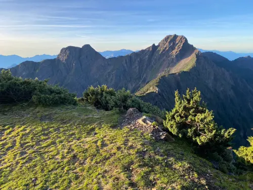 獨／美景成追憶！法國菊在玉山北峰絕跡　幕後兇手竟是「牠」
