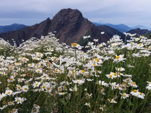 ▲玉山北峰氣象站過去滿滿法國菊，搭配背景的玉山主峰，是山友熱愛拍照的景點。（圖／翻攝台灣百岳之美陳麗雪）