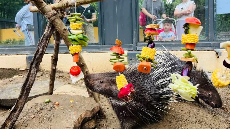 ▲中秋節壽山動物園特別為動物們舉辦了一場別開生面的「野營派對」。應景擺盤不只讓冠豪豬體驗不同的刺激，同時也是遊客觀察動物特徵的絕佳機會。（圖／高市府觀光局提供）