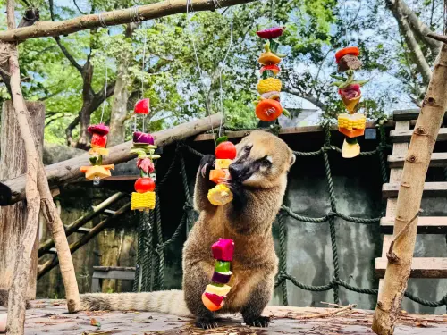 ▲長鼻浣熊品嘗多元食材製成的蔬果串。（圖／翻攝壽山動物園臉書）