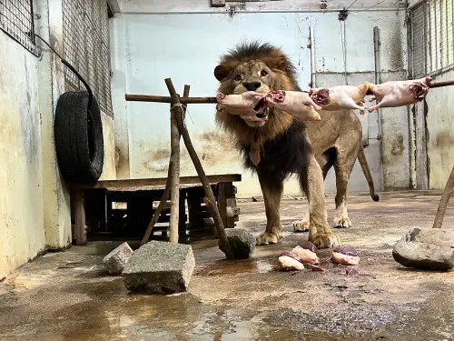 ▲獅子小辛三秒鐘就叼走整串鴨肉。（圖／翻攝壽山動物園臉書）