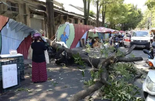 台中新民街市場路樹倒塌！61歲男子遭壓傷送醫、2機車被壓毀
