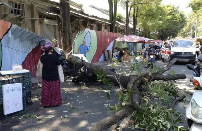 ▲台中市東區新民街市場旁路樹，今天上午因不明原因根部斷裂倒塌，王姓男子路過當場遭壓傷送醫，幸送醫後無大礙，另壓毀2輛機車。（圖／翻攝畫面）