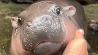 ▲泰國芭達雅動物園的侏儒河馬「彈跳豬」近期成為網路上的動物明星。（圖／翻攝自X）