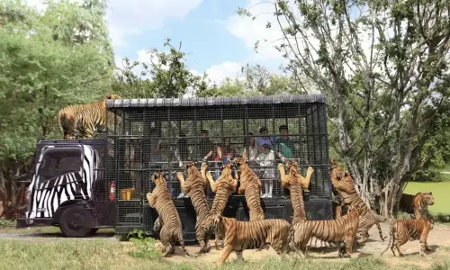 泰國動物園有多好玩？跟動物互動又餵食　Safari野生園區曝
