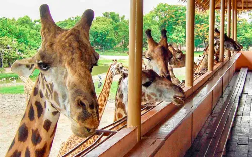 ▲賽福瑞動物園的長頸鹿餵食區是不可錯過的景點。（圖／翻攝自官網）